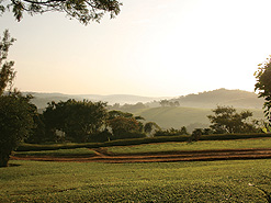 Tea plantage